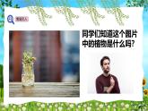 教科版（2024）一年級(jí)上冊(cè)科學(xué)《植物的變化》課件+教學(xué)設(shè)計(jì)