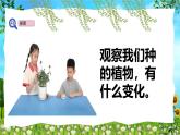 教科版（2024）一年級(jí)上冊(cè)科學(xué)《植物的變化》課件+教學(xué)設(shè)計(jì)