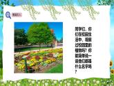 教科版（2024）一年級(jí)上冊(cè)科學(xué)《校園里的植物》課件+教學(xué)設(shè)計(jì)
