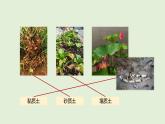第18課 土壤與植物（課件）2025-2026學(xué)年粵教版三年級(jí)科學(xué)上冊(cè)