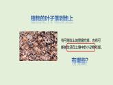 第19課 生機(jī)勃勃的土壤（課件）2025-2026學(xué)年粵教版三年級(jí)科學(xué)上冊(cè)
