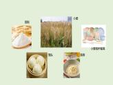第20課 土壤資源（課件）2025-2026學(xué)年粵教版三年級(jí)科學(xué)上冊(cè)