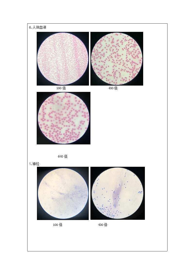 六年级【科学（教科版）5】观察更多的生物细胞-学习任务单第3页