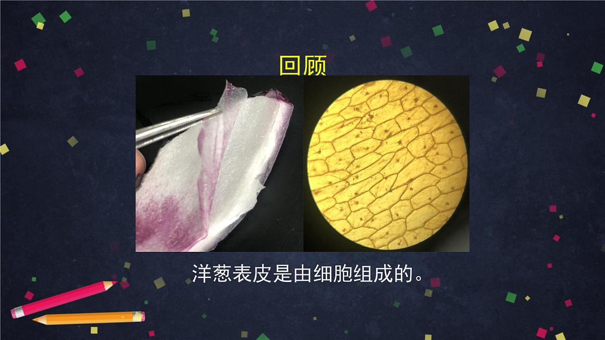 六年级【科学（教科版）5】观察更多的生物细胞-教学课件01第2页