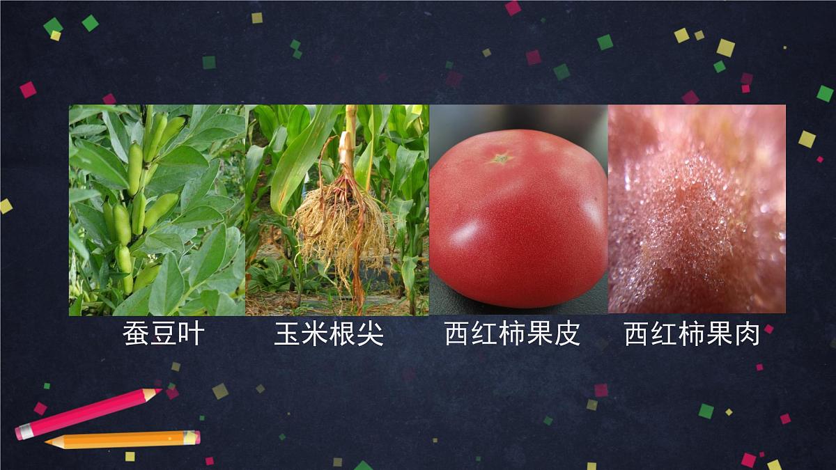 六年级【科学（教科版）5】观察更多的生物细胞-教学课件01第4页