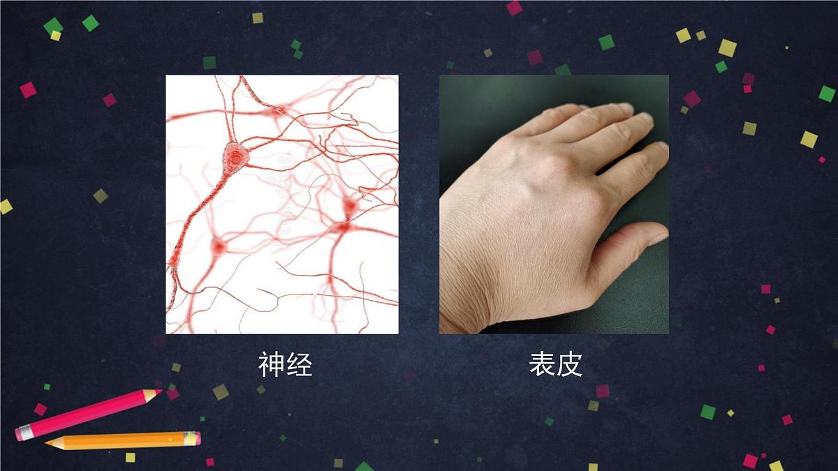 六年级【科学（教科版）5】观察更多的生物细胞-教学课件01第6页