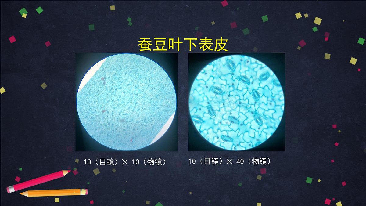 六年级【科学（教科版）5】观察更多的生物细胞-教学课件01第8页