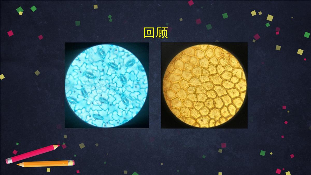 六年级【科学（教科版)】6观察水中微小的生物-教学课件01第2页