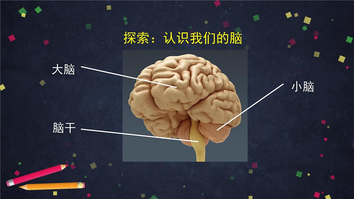 4.4 身体的“总指挥”-2课件第6页