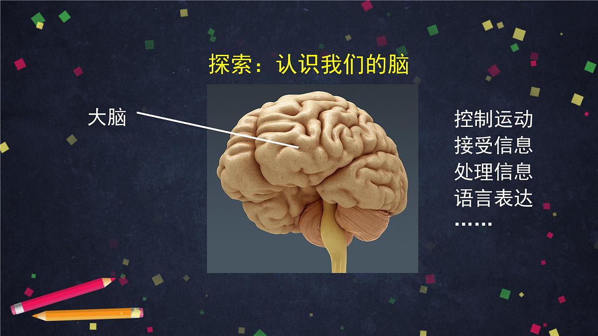 4.4 身体的“总指挥”-2课件第7页