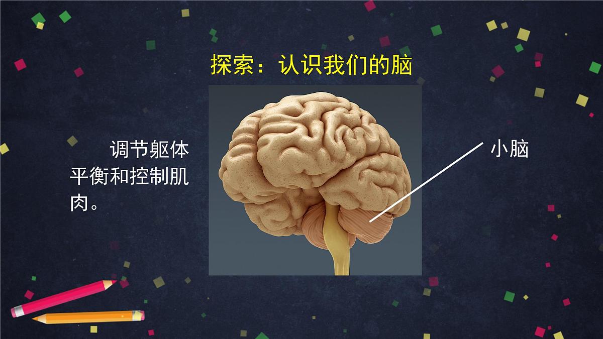 4.4 身体的“总指挥”-2课件第8页