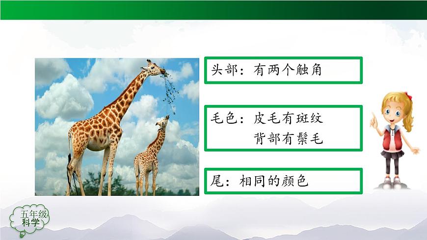 2025年秋人教鄂教版五年级科学上册 5孩子与父母(第二课时)-课件第4页