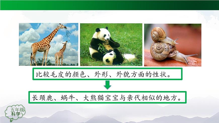2025年秋人教鄂教版五年级科学上册 5孩子与父母(第二课时)-课件第7页