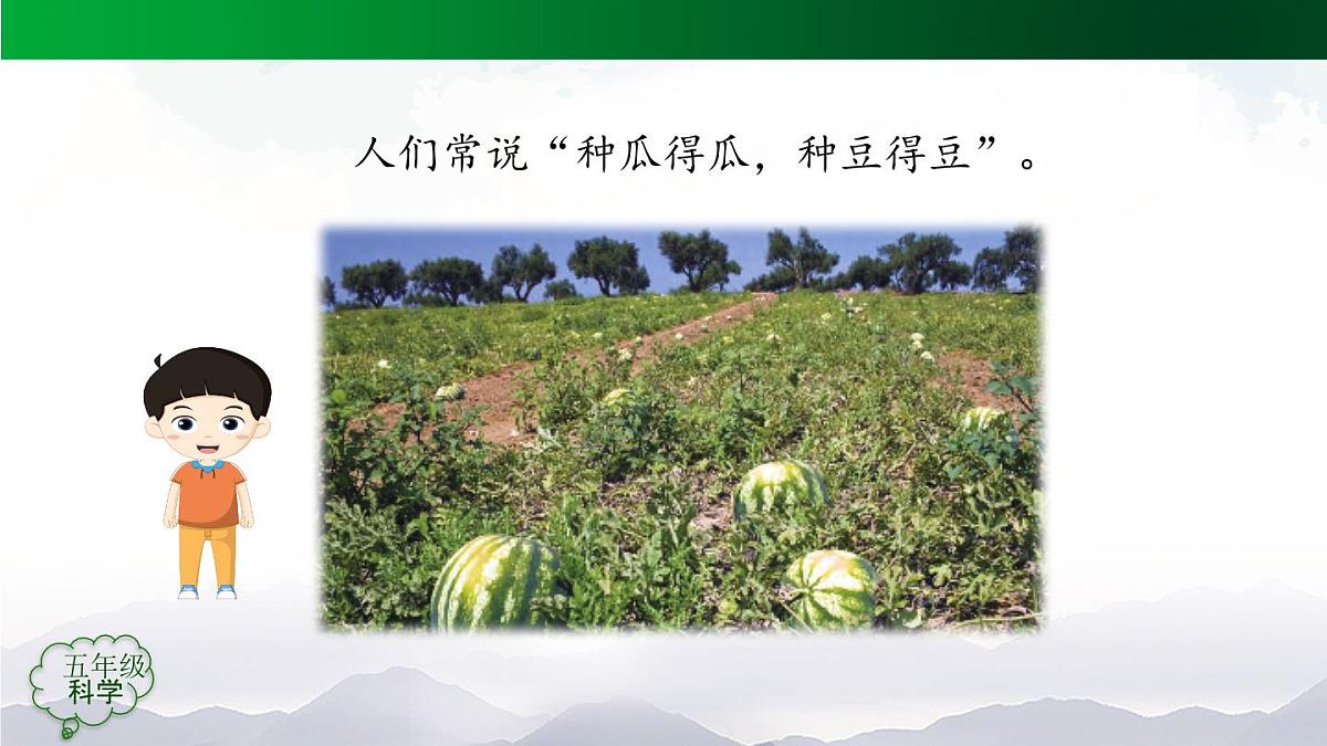 2025年秋人教鄂教版五年级科学上册 6植物的后代与亲代-课件第3页
