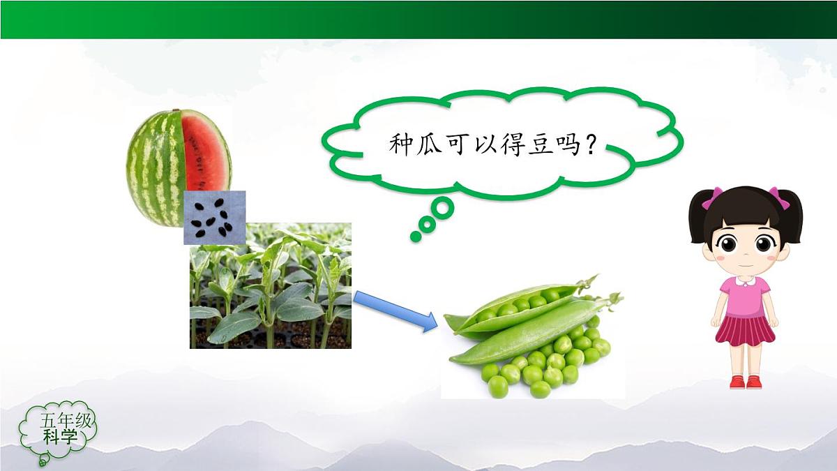 2025年秋人教鄂教版五年级科学上册 6植物的后代与亲代-课件第4页