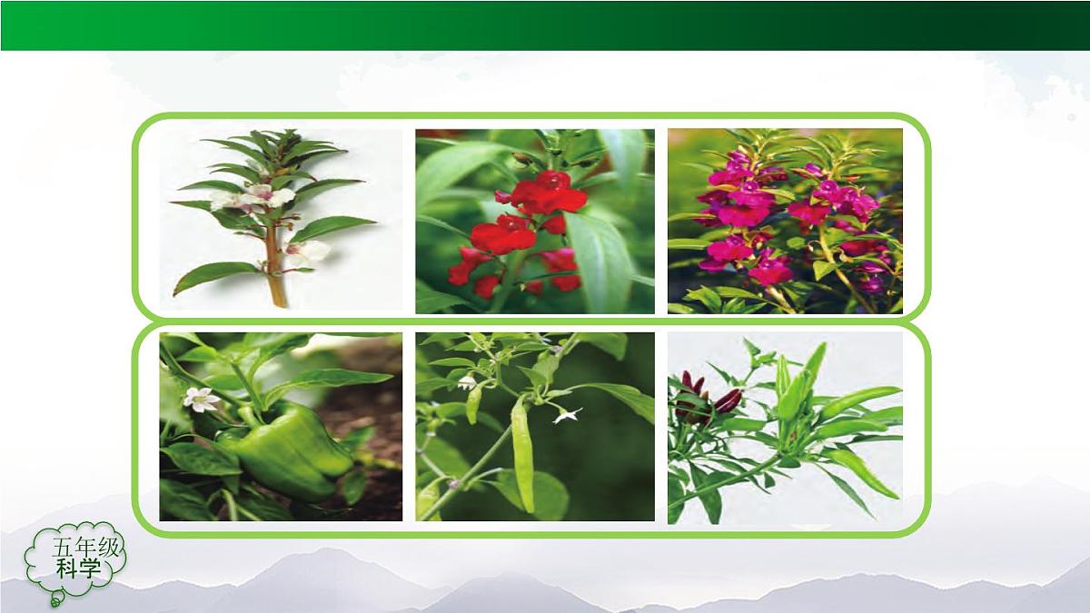 2025年秋人教鄂教版五年级科学上册 6植物的后代与亲代-课件第6页