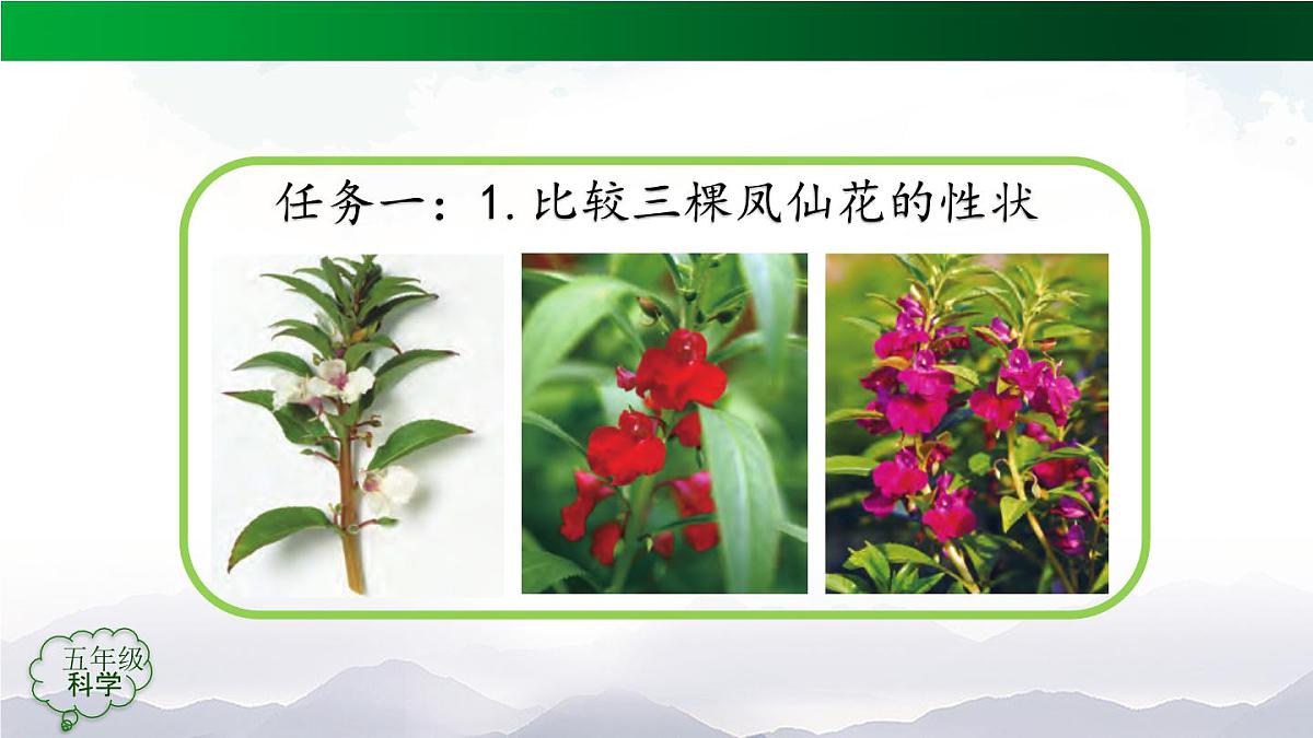 2025年秋人教鄂教版五年级科学上册 6植物的后代与亲代-课件第7页
