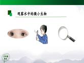 2025年秋人教鄂教版五年级科学上册 8 水中的微小生物(第二课时)-课件