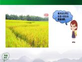 2025年秋人教鄂教版六年級科學上冊 2.4《植物的簡單分類》(課件+教案+任務單+練習)