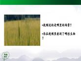 2025年秋人教鄂教版六年級科學上冊 2.4《植物的簡單分類》(課件+教案+任務單+練習)