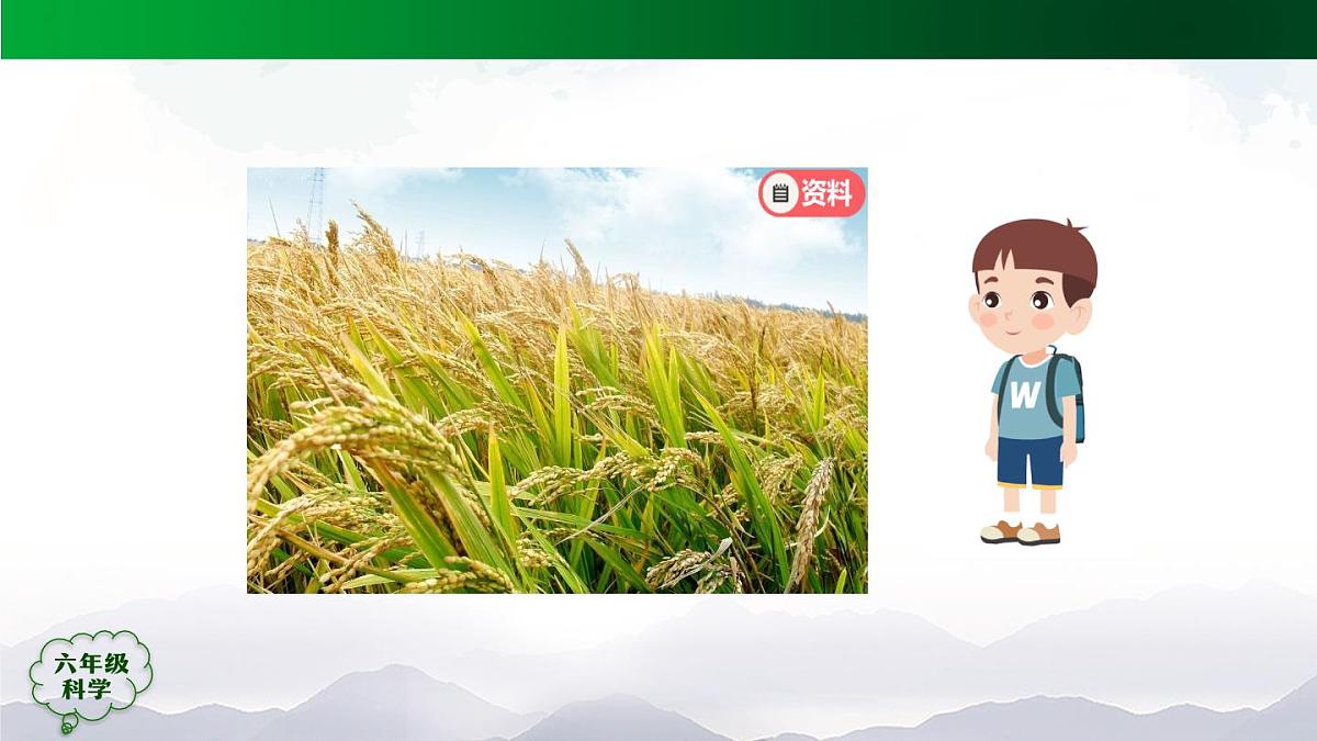 0929(人教版)六年级【科学上册】植物的光合作用(第一课时)-2课件第3页