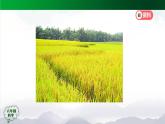 2025年秋人教鄂教版六年級(jí)科學(xué)上冊(cè) 2.6《食物鏈》(課件+教案+任務(wù)單+練習(xí))