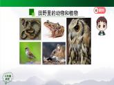 2025年秋人教鄂教版六年級(jí)科學(xué)上冊(cè) 2.6《食物鏈》(課件+教案+任務(wù)單+練習(xí))