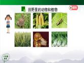 2025年秋人教鄂教版六年級(jí)科學(xué)上冊(cè) 2.6《食物鏈》(課件+教案+任務(wù)單+練習(xí))