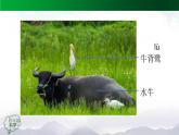 2025年秋人教鄂教版四年級科學上冊 1.1《鳥和哺乳動物》 教學設計+課件ppt+任務單+練習題01