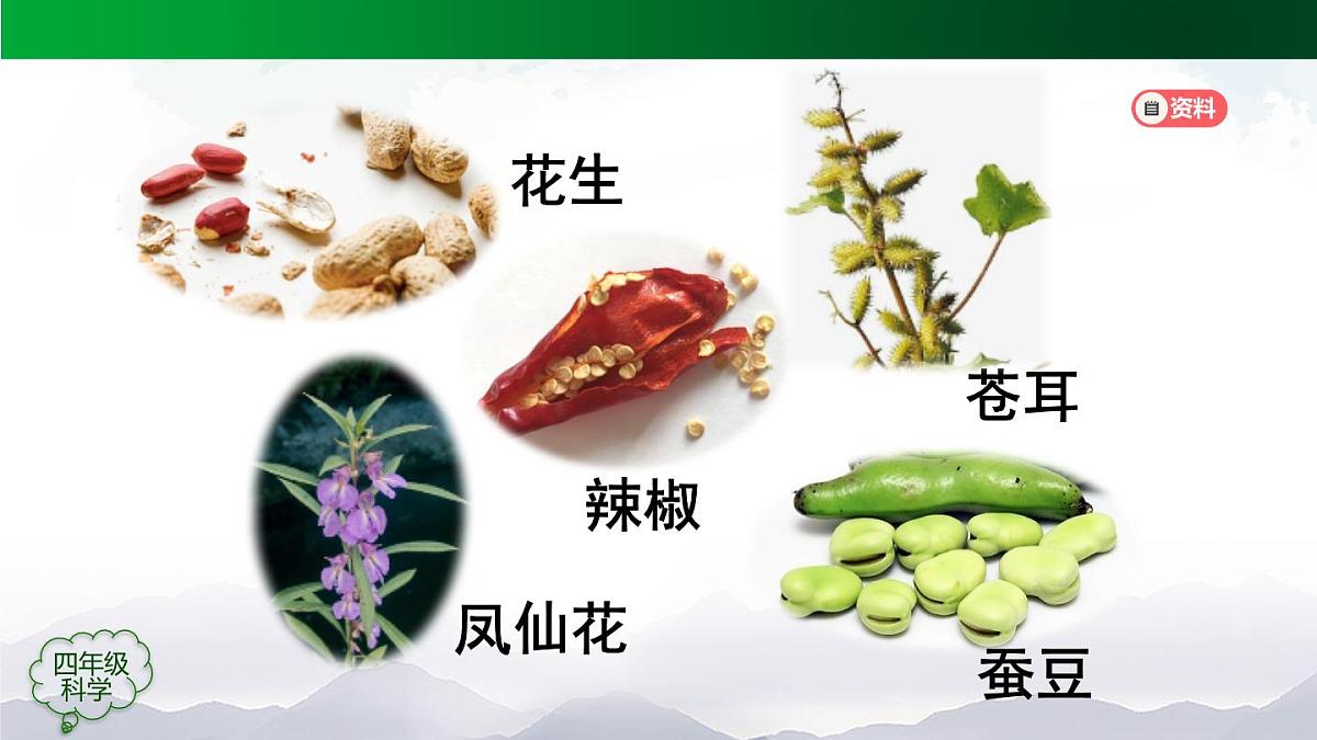 （人教鄂教版）四年级科学上册 不用种子怎样繁殖-2课件第2页