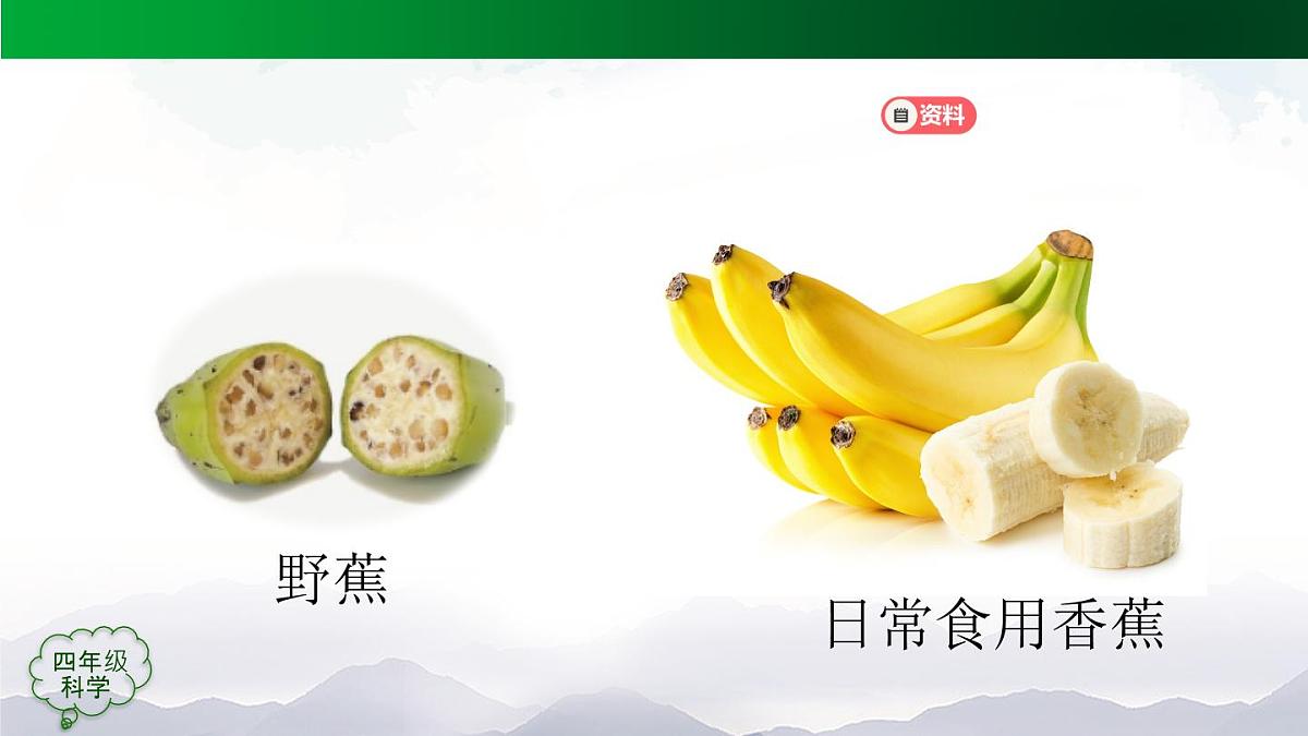 （人教鄂教版）四年级科学上册 不用种子怎样繁殖-2课件第5页