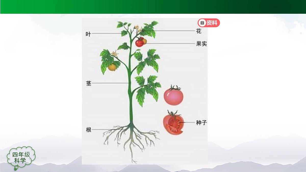 （人教鄂教版）四年级科学上册 不用种子怎样繁殖-2课件第7页