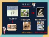 教科版（2024）小學(xué)科學(xué)二上 1.1動物的家課件2025新制作