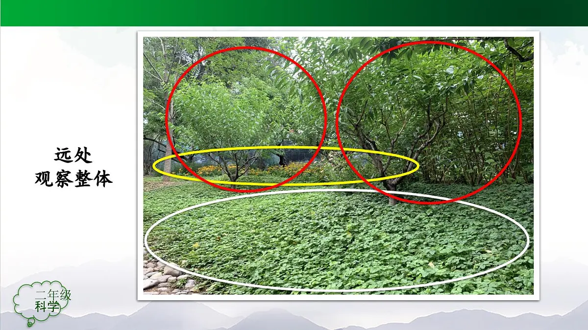 人教鄂教版二年级科学上册1.1 养植物-课件第8页