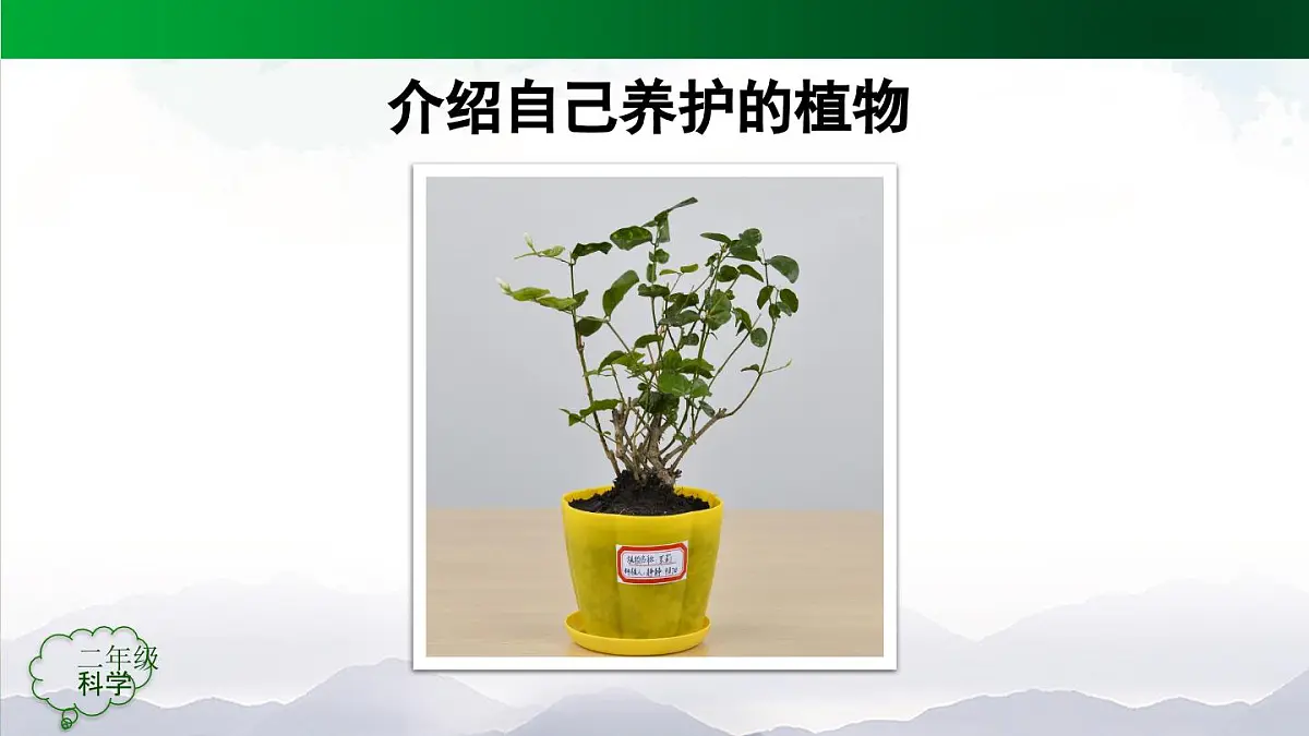 人教鄂教版（2024）二年级科学上册 2 谁的植物长得好-课件第3页