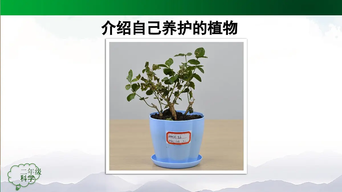 人教鄂教版（2024）二年级科学上册 2 谁的植物长得好-课件第5页