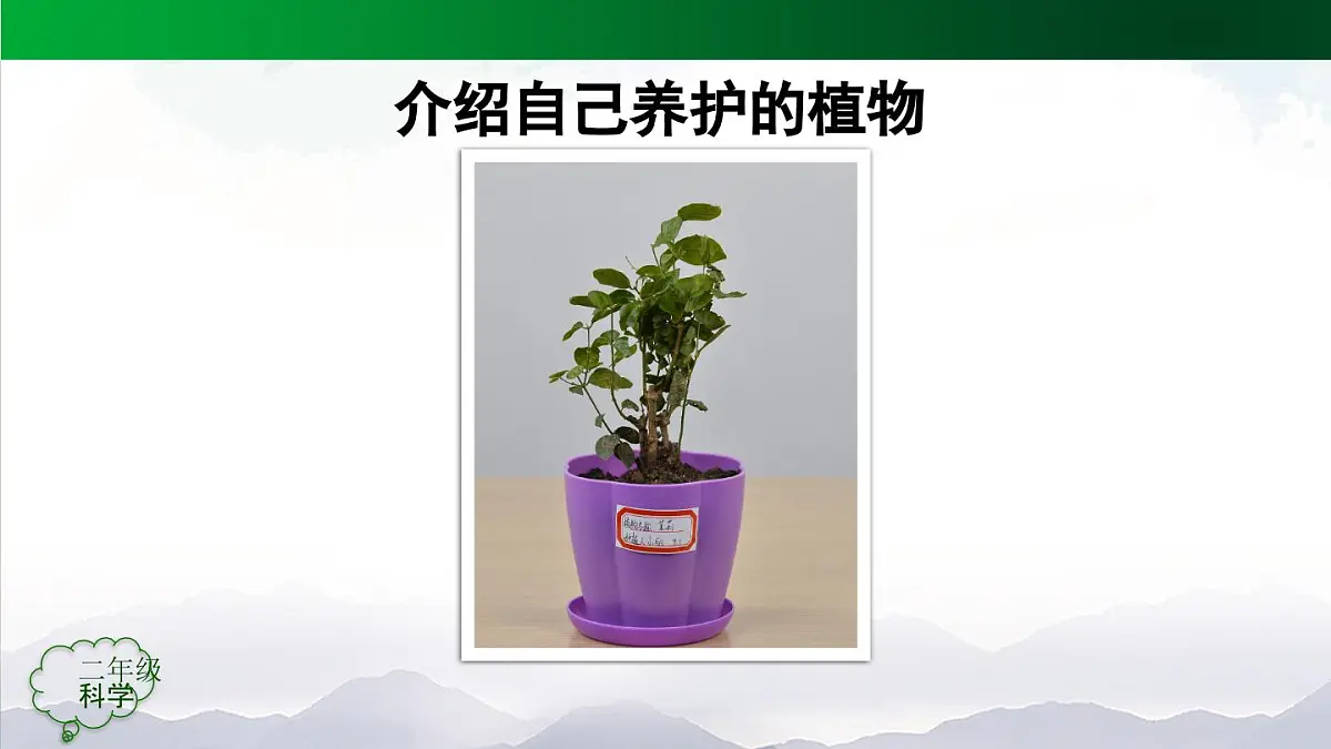 人教鄂教版（2024）二年级科学上册 2 谁的植物长得好-课件第7页