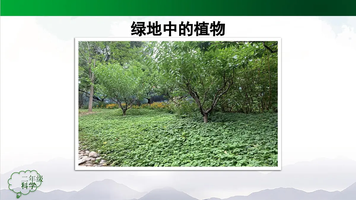 人教鄂教版二年级科学上册第一单元 植物的生活 1 养植物(第二课时)-课件第2页
