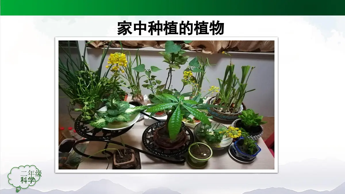 人教鄂教版二年级科学上册第一单元 植物的生活 1 养植物(第二课时)-课件第3页