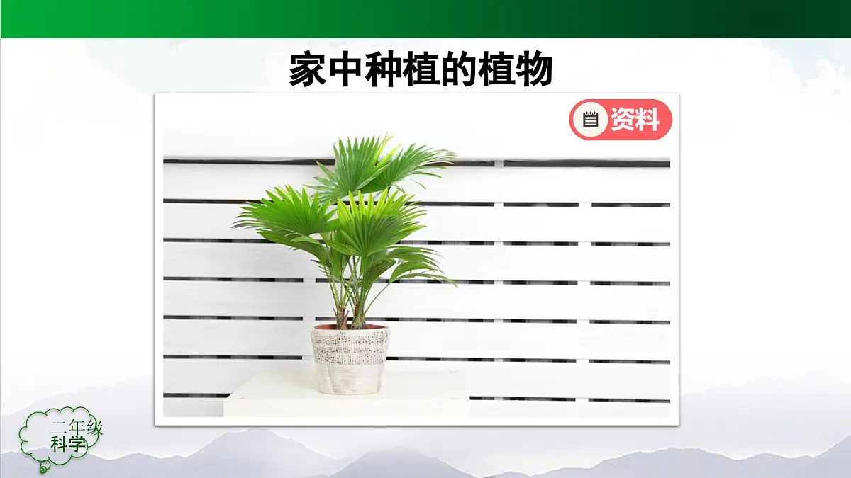人教鄂教版二年级科学上册第一单元 植物的生活 1 养植物(第二课时)-课件第4页