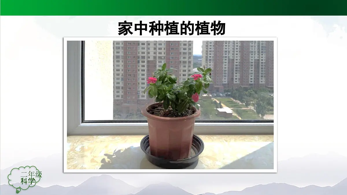人教鄂教版二年级科学上册第一单元 植物的生活 1 养植物(第二课时)-课件第5页