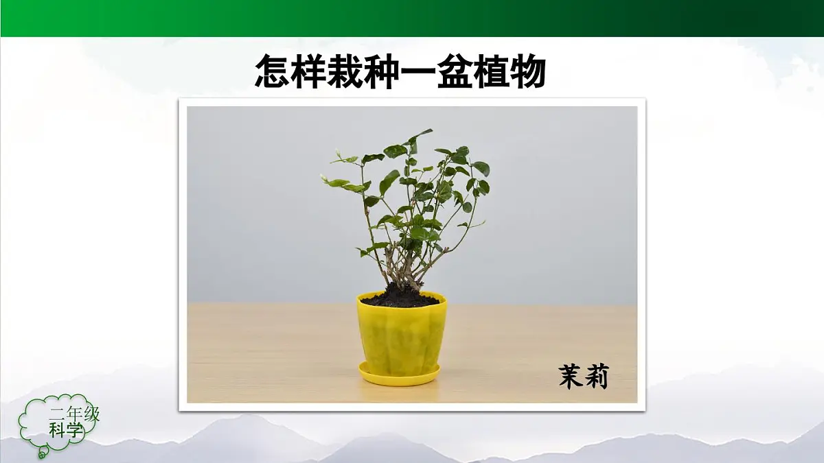 人教鄂教版二年级科学上册第一单元 植物的生活 1 养植物(第二课时)-课件第6页