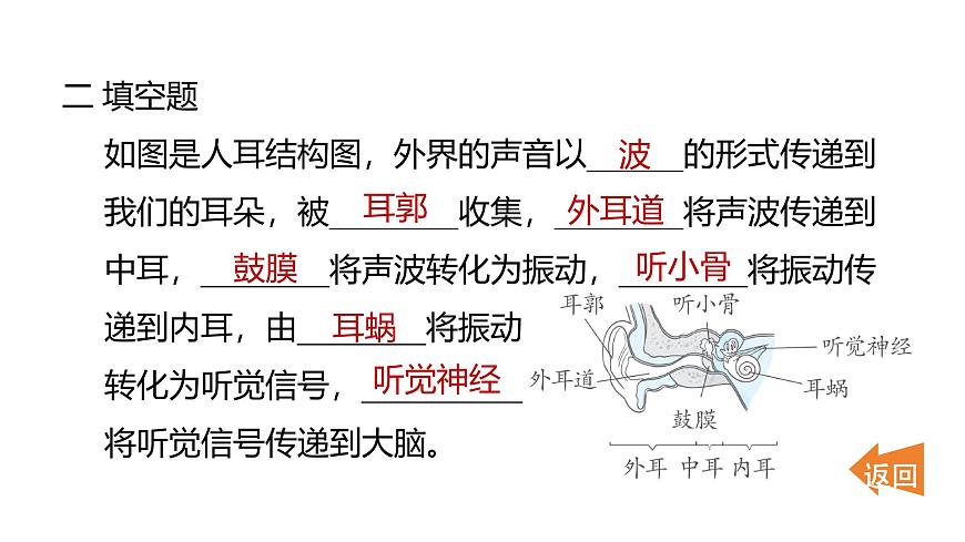 2025年教科版四年级科学上册 1.4我们是怎样听到声音的（复习课件）第7页