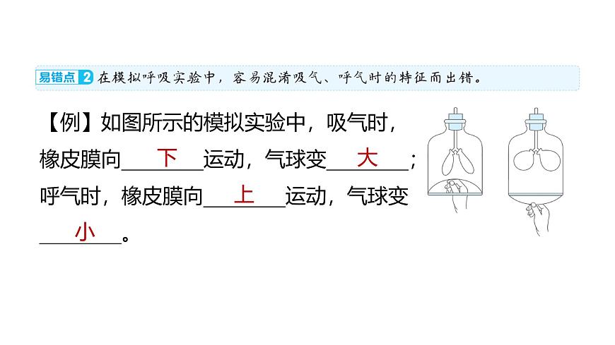 2025年教科版四年级科学上册 第二单元 呼吸与消化 易错易混提优练（复习课件）第3页