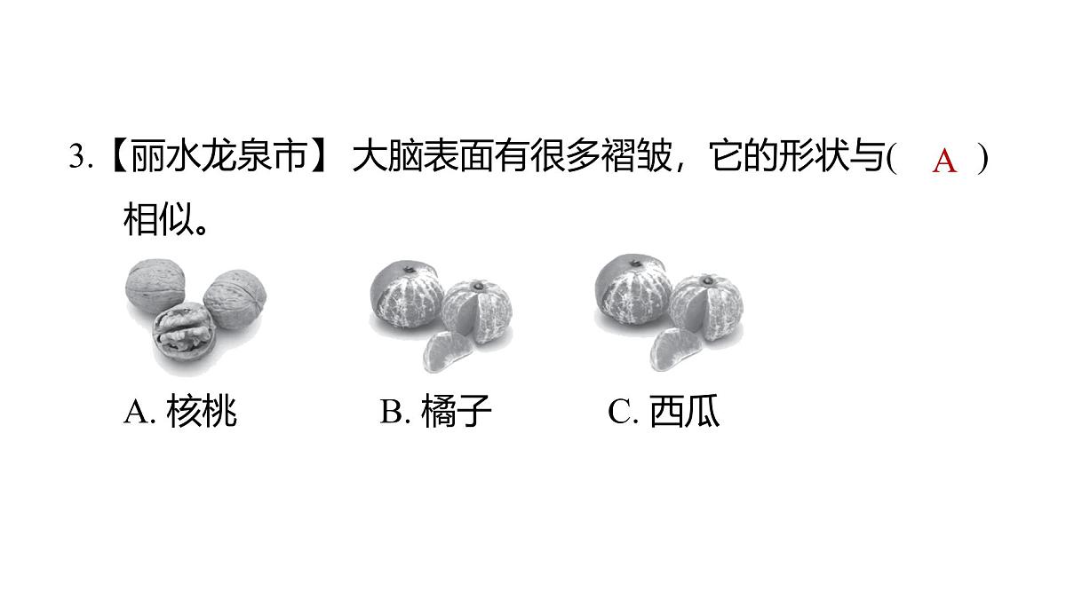 2025年教科版五年级科学上册4.4身体的“总指挥”（复习课件）第4页