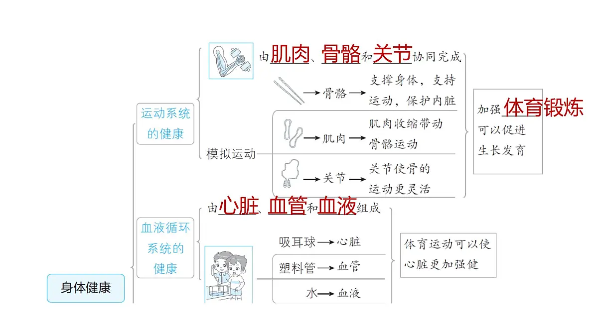 2025年教科版五年级科学上册第四单元 健康生活 综合素养提优（复习课件）第3页