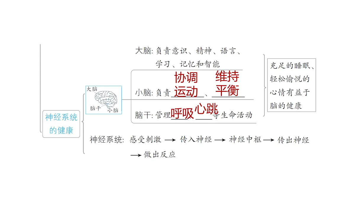 2025年教科版五年级科学上册第四单元 健康生活 综合素养提优（复习课件）第4页
