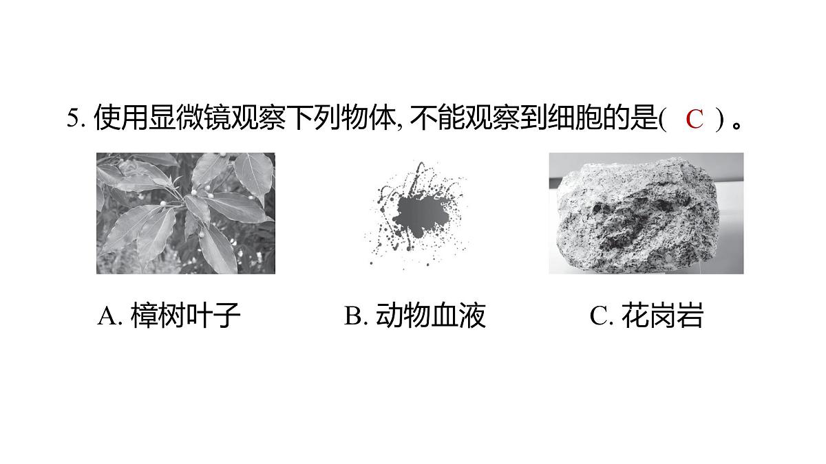 2025年教科版六年级科学上册 1.4 观察洋葱表皮细胞（复习课件）第6页