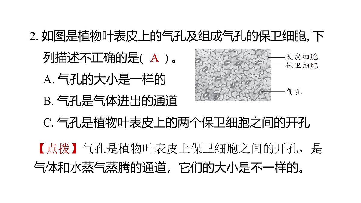 2025年教科版六年级科学上册 1.5 观察更多的生物细胞（复习课件）第3页