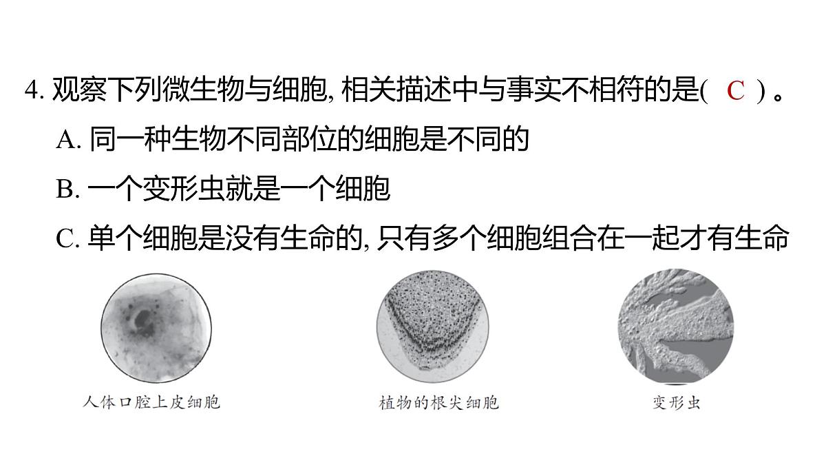 2025年教科版六年级科学上册 1.5 观察更多的生物细胞（复习课件）第5页